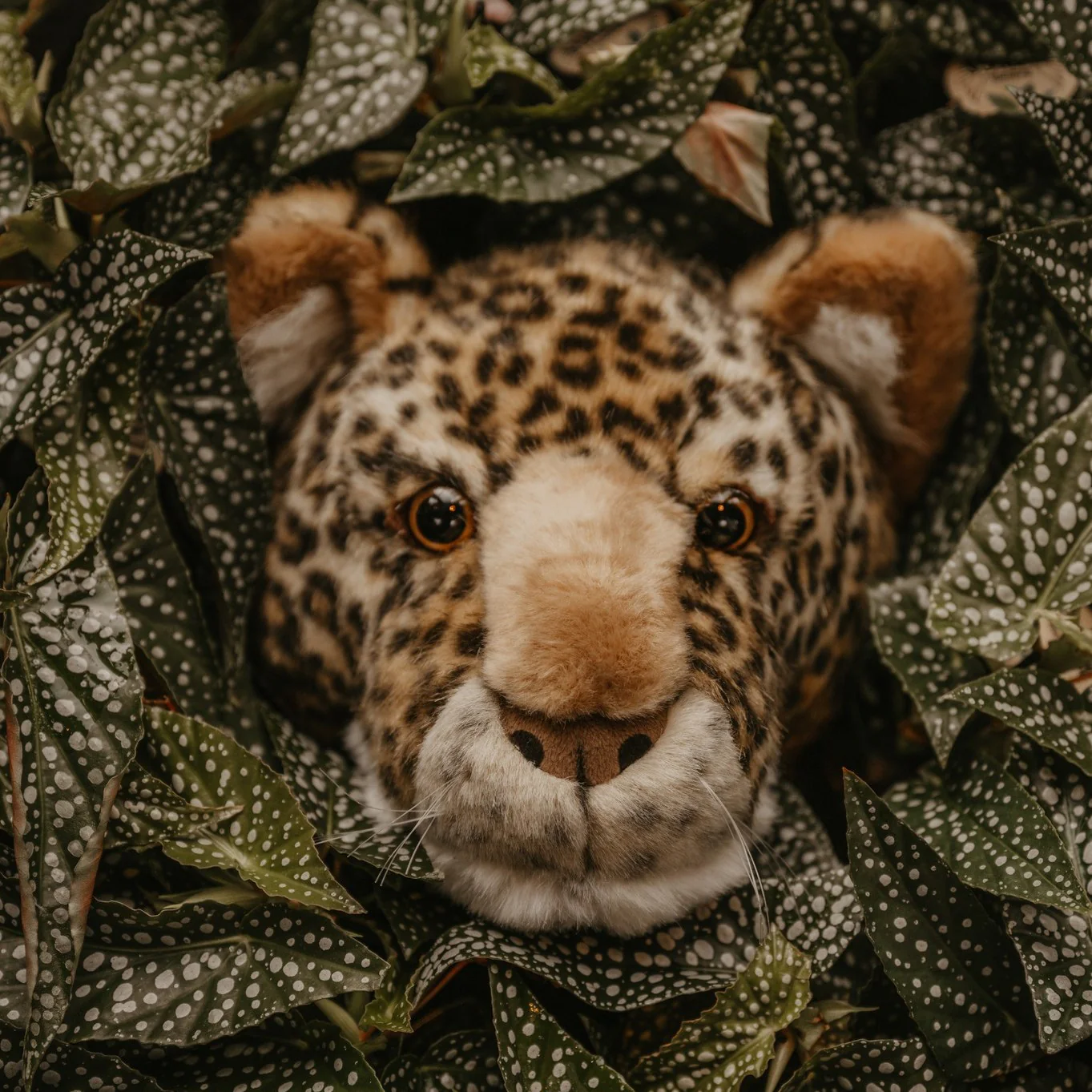 Wild & Soft  - Charlie The Leopard - Image 2